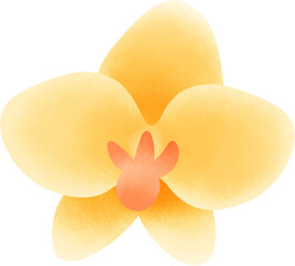 yellow orchid
