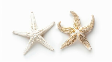 two different species of white starfish isolated on white background top view with subtle shadows oceanthemed design element photo