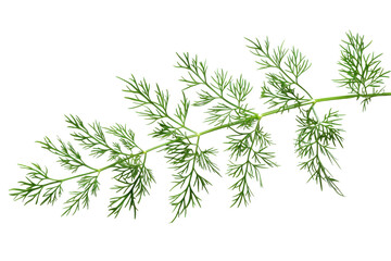 Fresh green herb with delicate leaves, perfect for culinary use or botanical illustrations.