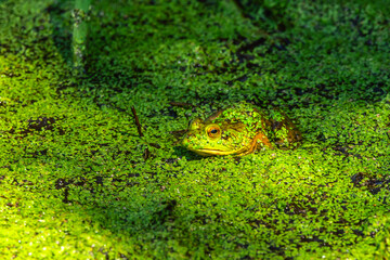 frog in the pond