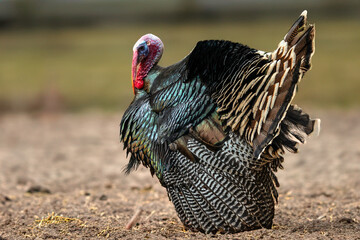 Turkey