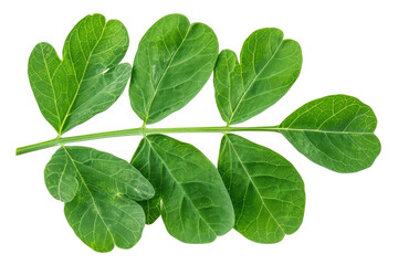 Obraz premium Fresh green leaf showcasing vibrant color and intricate details, perfect for nature and botanical projects.