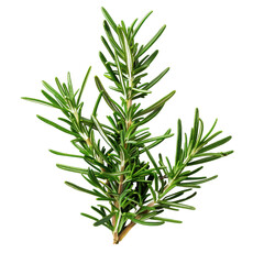 Fototapeta premium Fresh sprig of rosemary featuring vibrant green leaves, perfect for culinary use and herbal remedies.