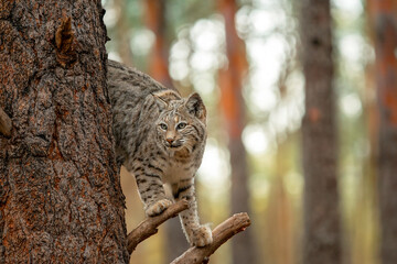 Bobcat in a tree