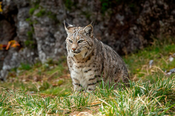 lynx in the grass