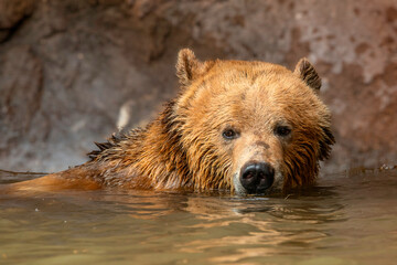 Obraz premium brown bear portrait