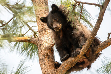 Black bear in a tree