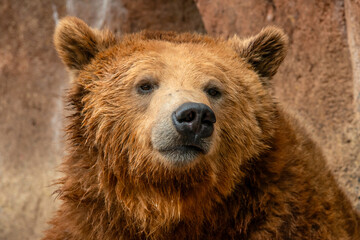 A Brown Bear