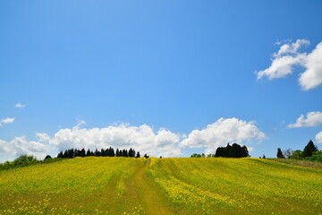山本山高原の菜の花（新潟県）