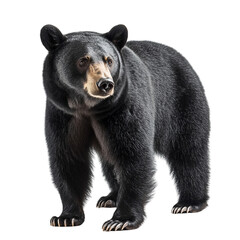 Fototapeta premium A majestic black bear stands alert on all fours, showcasing its strength and beauty in a natural pose with rich fur detail.