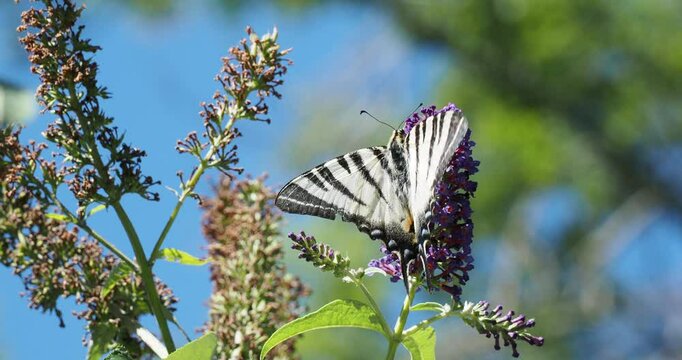 Scarce Swallowtail (Iphiclides podalirius) Large pale yellow butterfly with black tiger stripes and aerodynamic elegance endlessly coming to gather nectar of a flower of pink summer lilac (Buddleja) 
