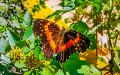 Tropical butterfly on flower plant in forest and nature Mexico.