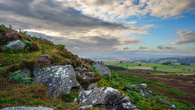 Crags on Simonside Hills, which are covered with heather in late summer, they are part of Northumberland National Park near Rothbury, overlooking Coquetdale and the Cheviot Hills 