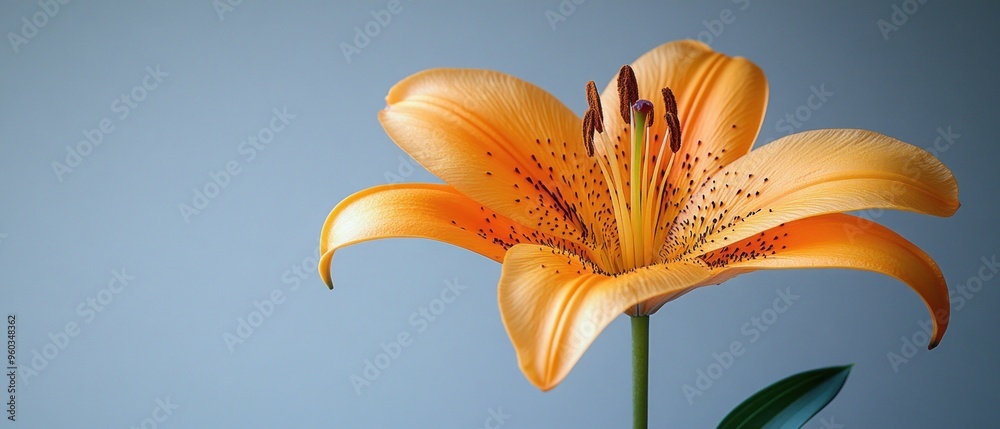 Wall mural Single Orange Lily with Black Spots Against a Light Blue Background