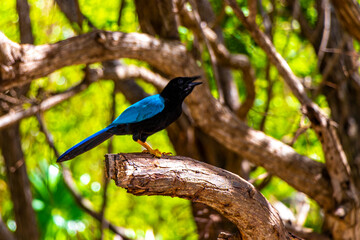 Yucatan jay bird birds in trees tropical jungle nature Mexico.