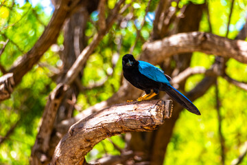 Yucatan jay bird birds in trees tropical jungle nature Mexico.
