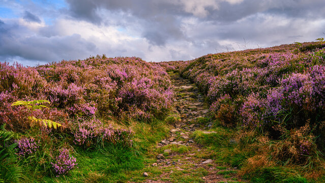 Footpath through Heather on Simonside Hills, which are covered with heather in late summer, they are part of Northumberland National Park near Rothbury, overlooking Coquetdale and Cheviot Hills