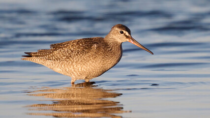 Spotted redshank (Tringa erythropus)