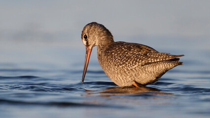 Spotted redshank (Tringa erythropus)
