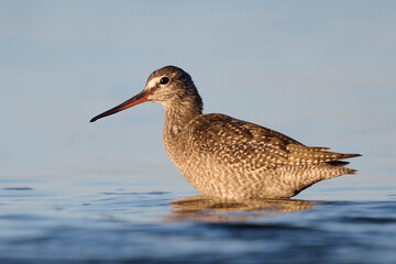 Spotted redshank (Tringa erythropus)
