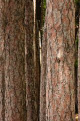 Red pine tree trunks, growing almost parallel to each other, along the shoreline of Trout Lake near Boulder Junction, Wisconsin