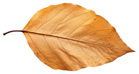 PNG Plant tree fragility freshness.