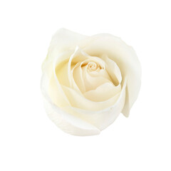 Beautiful single white rose isolated on transparent background