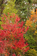 Early changing colors in late September in the north woods near Boulder Junction, Wisconsin