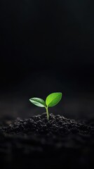 Naklejka premium A vibrant green seedling emerging from dark soil, symbolizing growth, renewal, and the beauty of nature in a serene environment.