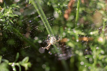 spider on web