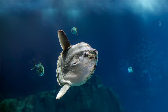 Beautiful moonfish close-up