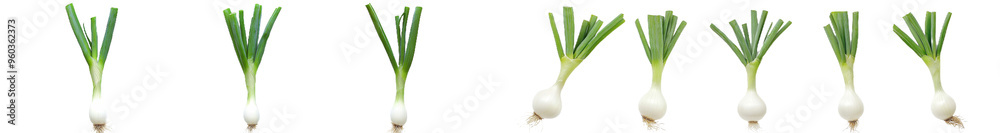 Poster green onion bundle with leaves isolated on a white background. flat lay view of fresh salad vegetabl