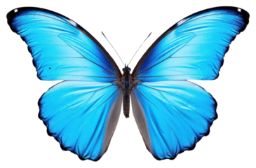 PNG Blue butterfly animal insect white background.