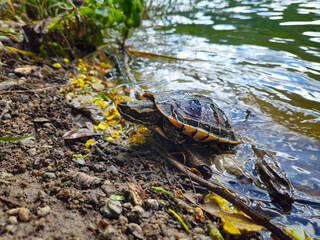 Land turtle in forest
