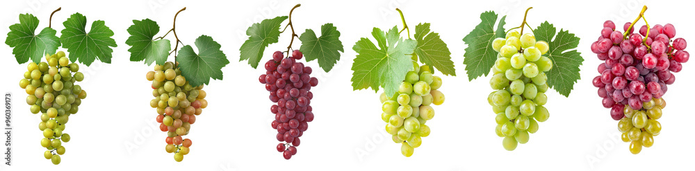 Poster grape bunches with different colors, pale green grapes with high vitamin c content, isolated on a wh