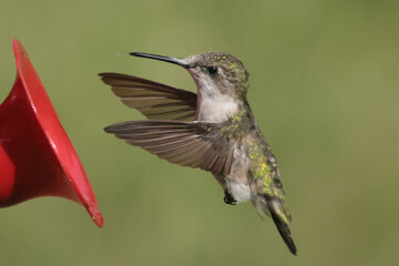 Ruby Throated Hummingbird female in late summer with diminished plumage irradescence