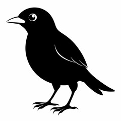 Myna Black silhouette