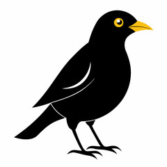 Myna Black silhouette