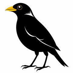 Fototapeta premium Myna Black silhouette