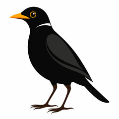 Myna Black silhouette