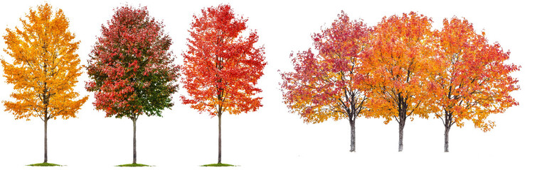 PNG autumn tree element on transparent background