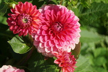 Lilac purple decorative dahlia in the garden. Blossoming pink dahlias, floral background