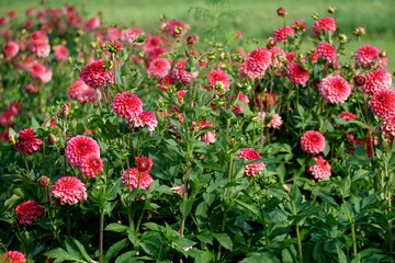 Lilac purple decorative dahlia in the garden. Blossoming pink dahlias, floral background