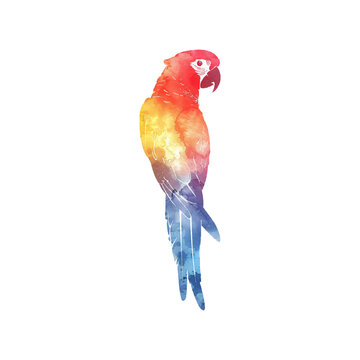 recommend clip art: abstract color silhouette of cockatoo vector illustration in watercolor style