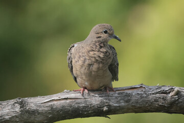 Juvenile Mourning Doves on branch in late summer