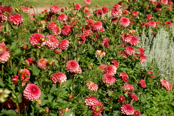 Lilac purple decorative dahlia in the garden. Blossoming pink dahlias, floral background
