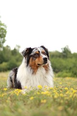 australian shepherd lies on a blooming meadow