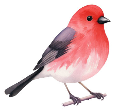 PNG Red bird animal beak pink.