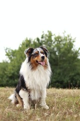 australian shepherd sits on the meadow