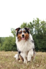 australian shepherd sits on the meadow and waves his paw